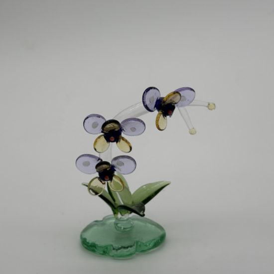 Phalaenopsis Phalaenopsis