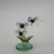 Phalaenopsis Phalaenopsis