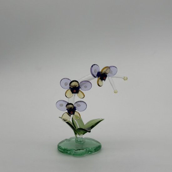 Phalaenopsis Phalaenopsis