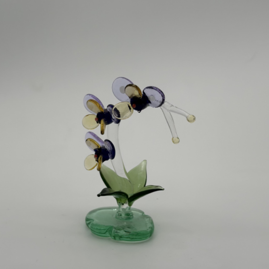 Phalaenopsis Phalaenopsis