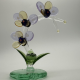 Phalaenopsis Phalaenopsis